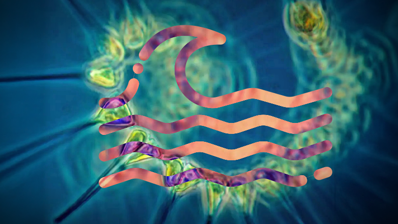 Plankton produkující kyslík může do roku 2100 poklesnout