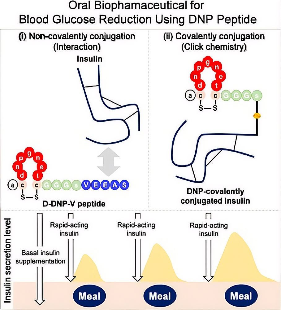 Inzulin v pilulce díky peptidu ve struktuře! Zdroj: Molecular Pharmaceutics 2026/Chikamatsu et al.