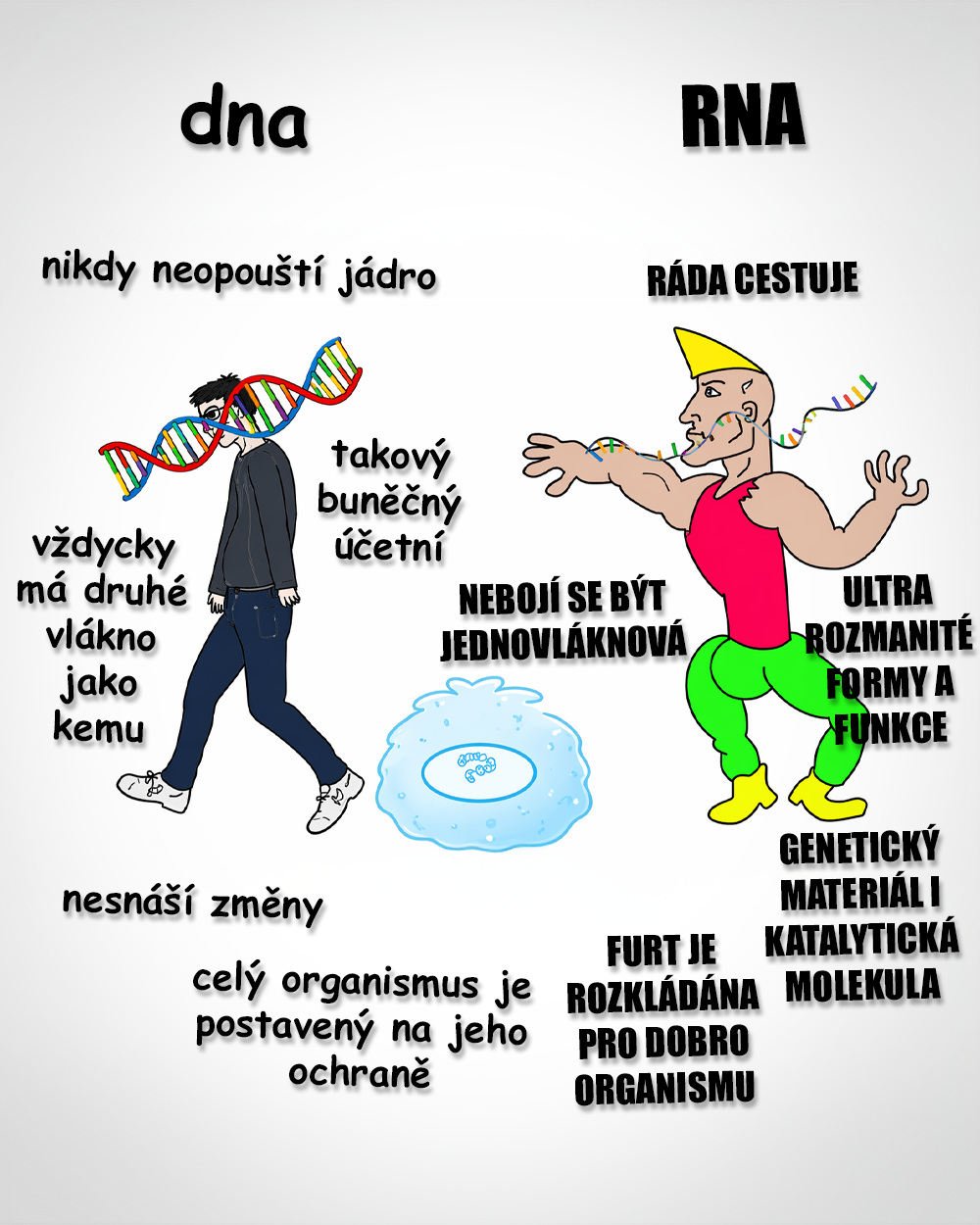 DNA vs. RNA. Zdroj: Public Domain