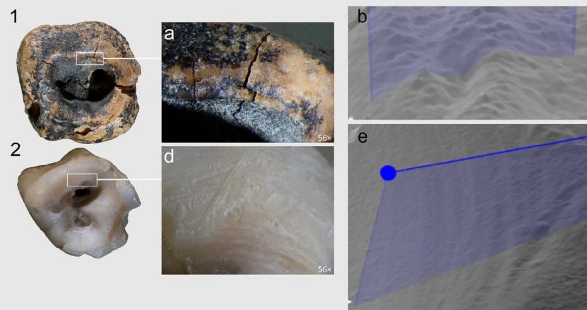 Vědátorům se podařilo na zubech moderních lidí pomocí kamenného nástroje napodobit lineární rýhy tvořící prohlubně. Zdroj: Zubova et al., PLOS One, 2026, CC-BY 4.0