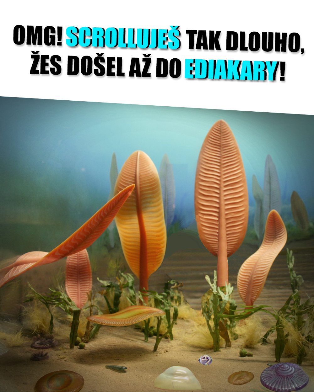 Ediakara, ediakarská fauna. Zdroj: Public Domain