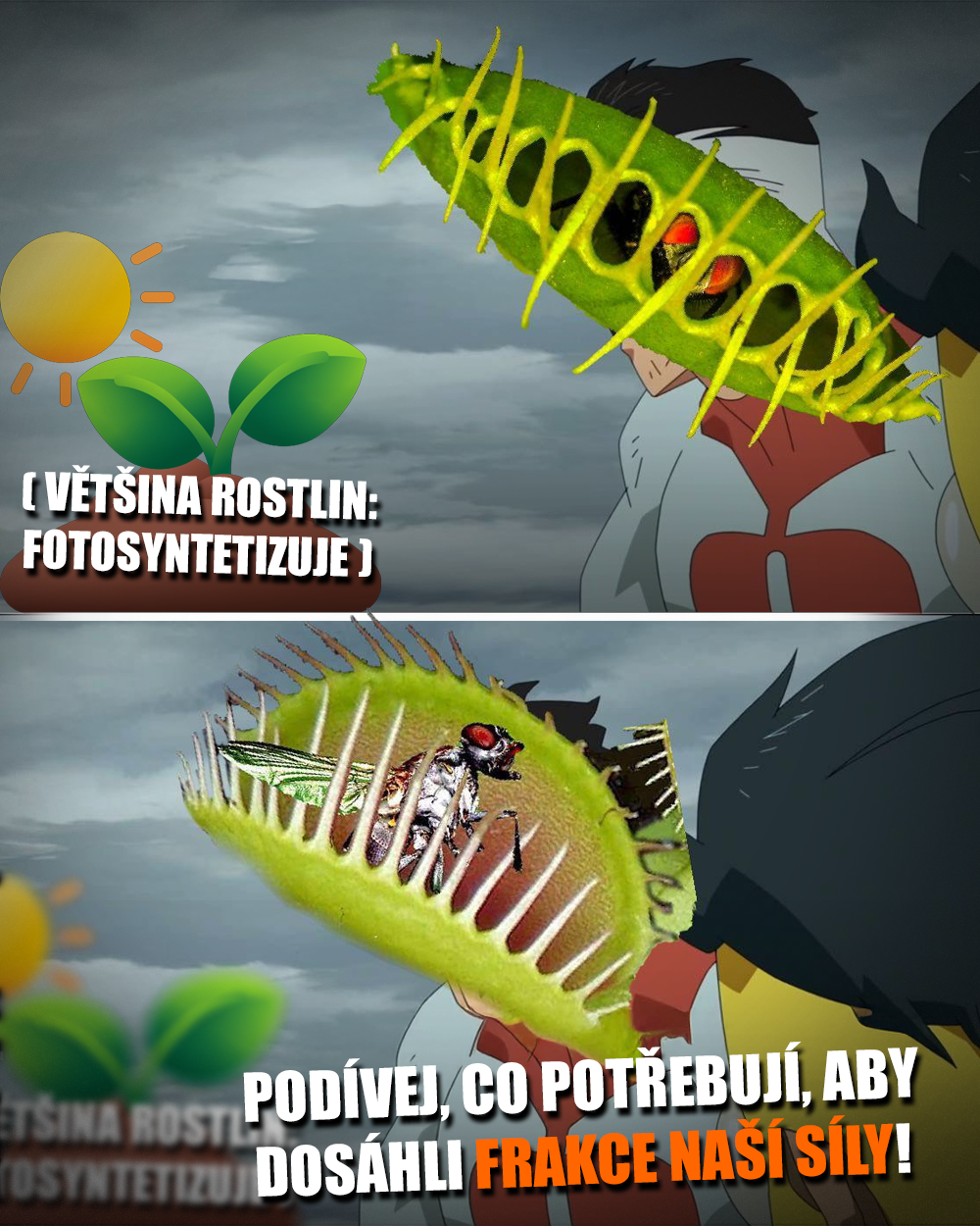 Masožravka, mucholapka, masožravá rostlina. Zdroj: Prime, vlastní