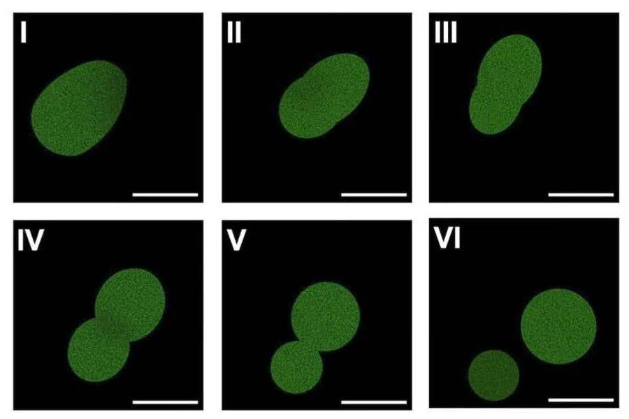 Fluorescenční mikroskopický snímek buňky SpudCell, syntetické buňky sestavené výhradně z neživých chemických složek, která právě prochází dělením. Zdroj: Kate Adamala/Adamala Lab