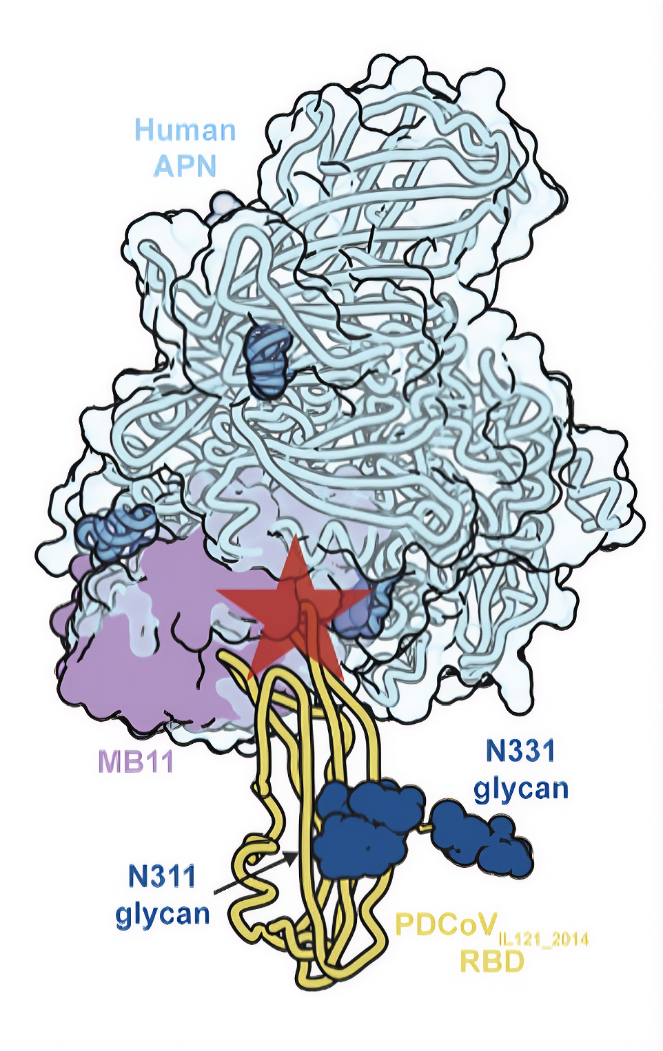 MB11 = minibinder - umělý peptid
APN = buněčný receptor, skrz který koronaviry lezou do našich buněk
RBD = receptor binding protein koronaviru, tím se to svinstvo váže na buňky
Hvězdička = clash of star, tu prasovirus narazí na léčivo a má po ptákách.
Zdroj: Avery et al., PNAS, 2026