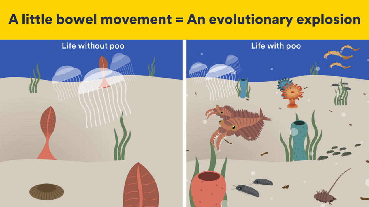 Infografika znázorňující roli výkalů v kambrické explozi. Zdroj: Flinders University