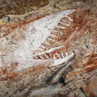Aboriginští umělci čelící kolonizaci hledali útěchu v umění Více než 6 metrů dlouhý duhový had v AW5 v Awunbarně. Zdroj: P. Taçon